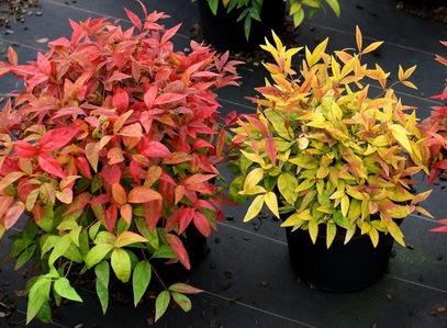 Nandina domestica , нандина небесен бамбук (9005)